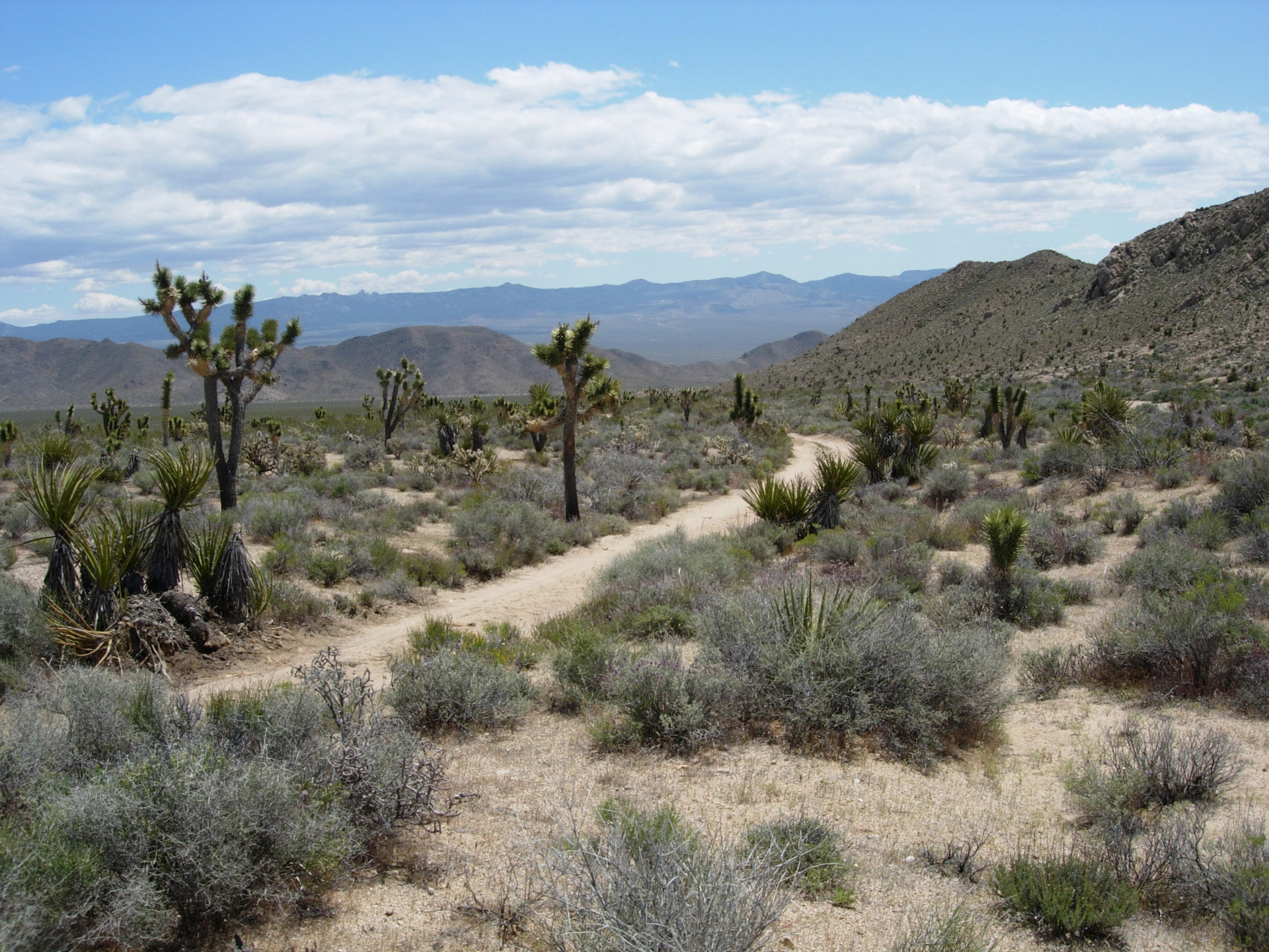 A sandy Mojave Road winds among desert vegetation toward distant mountains in Mojave National Preserve
